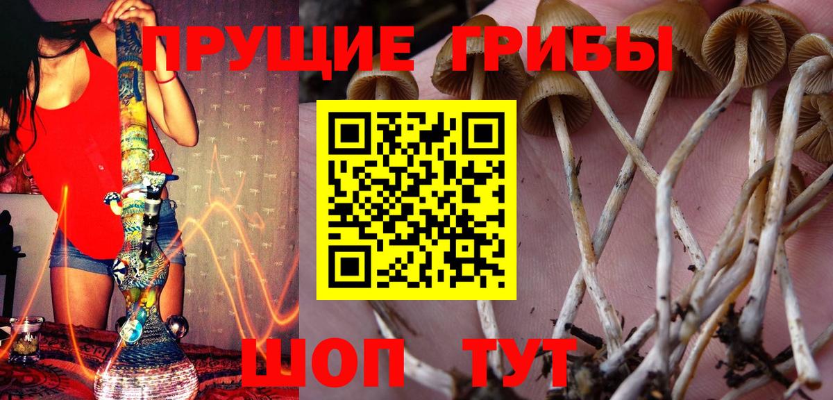 Псилоцибиновые грибы мицелий Ижевск